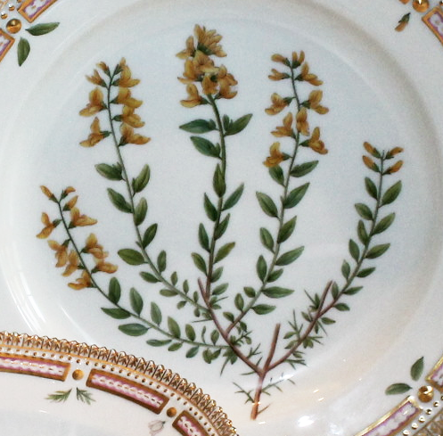 Flora Danica Pflanzen Motiv