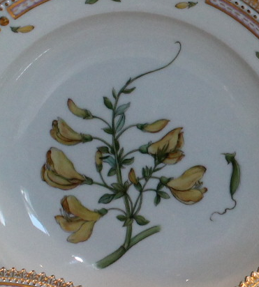 Flora Danica Blumen Malerei